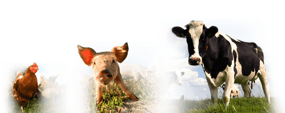 Research Feed Innovation Services